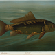 Illustration for article titled Fishes of North America That are Captured on Hook and Line